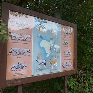 Oryx species sign -Tierpark Berlin (2024)