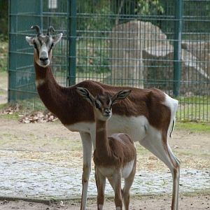 Mhorr gazelles -Tierpark Berlin (2024)