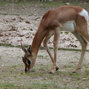 Mhorr gazelle -Tierpark Berlin (2024)