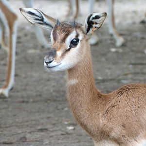 Mhorr gazelle -Tierpark Berlin (2024)