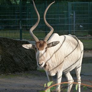 Addax -Tierpark Berlin (2024)