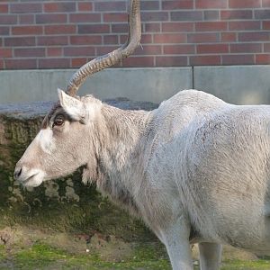 Addax -Tierpark Berlin (2024)