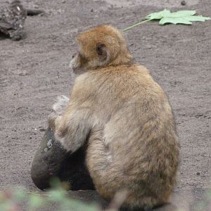 Barbary macaque -Tierpark Berlin (2024)