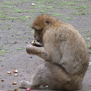 Barbary macaque -Tierpark Berlin (2024)