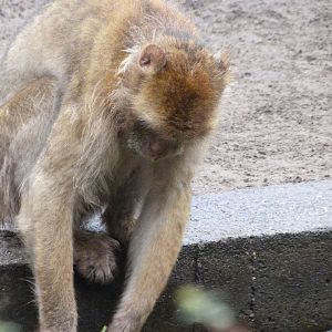 Barbary macaque -Tierpark Berlin (2024)
