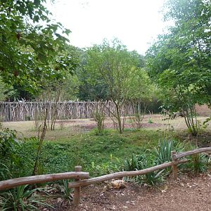 Okapi exhibit -Tierpark Berlin (2024)