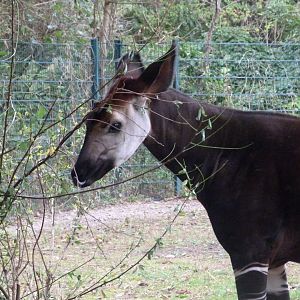 Okapi -Tierpark Berlin (2024)