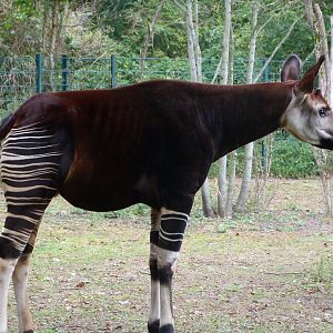 Okapi -Tierpark Berlin (2024)