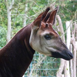 Okapi -Tierpark Berlin (2024)