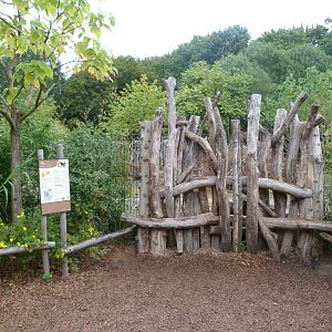 Okapi exhibit -Tierpark Berlin (2024)