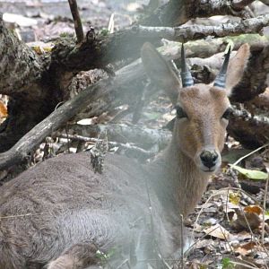Southern mountain reedbuck -Tierpark Berlin (2024)