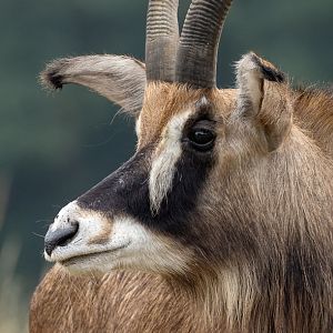 Roan antelope : Watatunga : 22 Sep 2024
