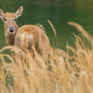 Père David's deer : Watatunga : 22 Sep 2024