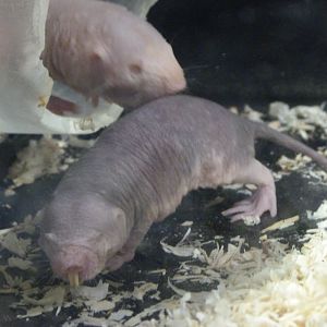 Naked mole-rat -Tierpark Berlin (2024)