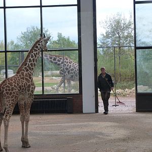 Giraffe calf vs keeper -Tierpark Berlin (2024)