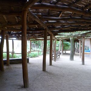 Themeing in the new "Giraffe Trail" -Tierpark Berlin (2024)