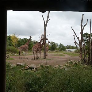 Rothschild's giraffe, Great white pelican and Marabou exhibit -Tierpark Berlin (2024)