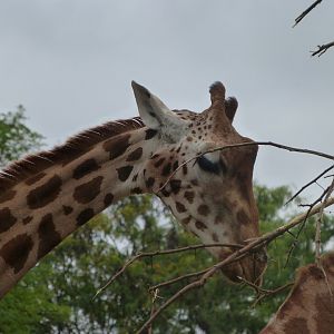 Rothschild's giraffe -Tierpark Berlin (2024)