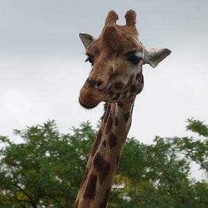 Rothschild's giraffe -Tierpark Berlin (2024)