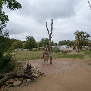 Rothschild's giraffe, Great white pelican and Marabou exhibit -Tierpark Berlin (2024)