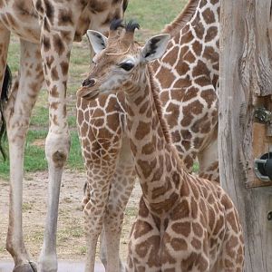 Rothschild's giraffe -Tierpark Berlin (2024)