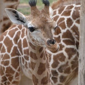 Rothschild's giraffe -Tierpark Berlin (2024)