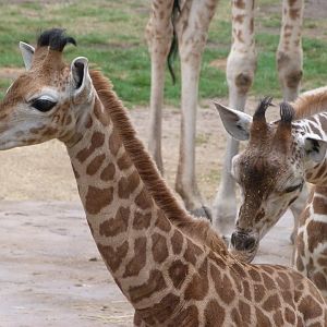 Rothschild's giraffe -Tierpark Berlin (2024)