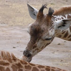 Rothschild's giraffe -Tierpark Berlin (2024)