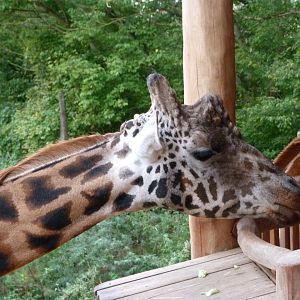 Rothschild's giraffe -Tierpark Berlin (2024)