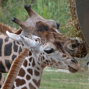 Rothschild's giraffe -Tierpark Berlin (2024)