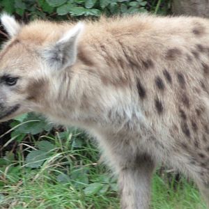 Spotted hyena -Tierpark Berlin (2024)
