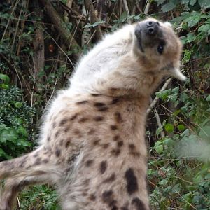Spotted hyena -Tierpark Berlin (2024)