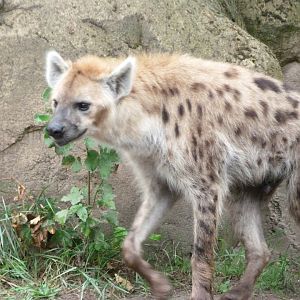 Spotted hyena -Tierpark Berlin (2024)