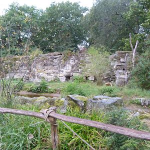 South African bat-eared fox exhibit -Tierpark Berlin (2024)