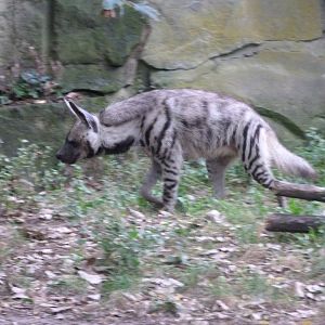 Arabian striped hyena -Tierpark Berlin (2024)