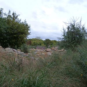 Hartmann's mountain zebra exhibit -Tierpark Berlin (2024)