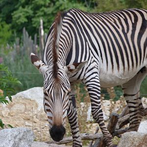 Hartmann's mountain zebra -Tierpark Berlin (2024)