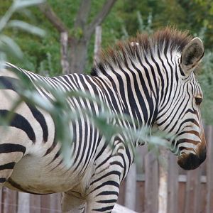 Hartmann's mountain zebra -Tierpark Berlin (2024)