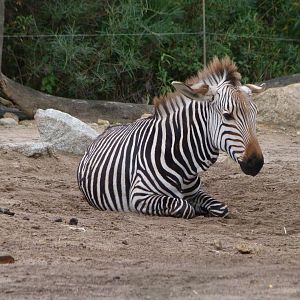 Hartmann's mountain zebra -Tierpark Berlin (2024)