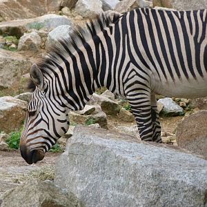 Hartmann's mountain zebra -Tierpark Berlin (2024)