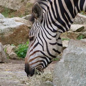 Hartmann's mountain zebra -Tierpark Berlin (2024)