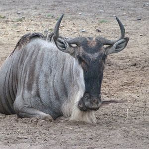 Eastern white-beared wildebeest -Tierpark Berlin (2024)