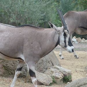Beisa oryx -Tierpark Berlin (2024)