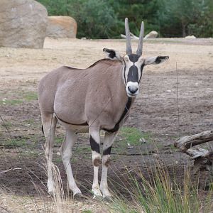 Beisa oryx -Tierpark Berlin (2024)