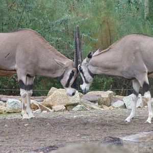 Beisa oryx -Tierpark Berlin (2024)