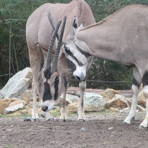 Beisa oryx -Tierpark Berlin (2024)