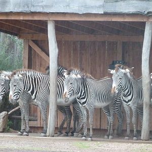 Grevy's zebra -Tierpark Berlin (2024)