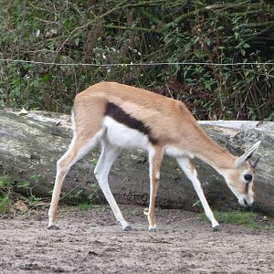 Thomson's gazelle -Tierpark Berlin (2024)