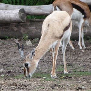 Thomson's gazelle -Tierpark Berlin (2024)