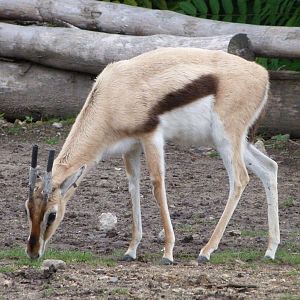 Thomson's gazelle -Tierpark Berlin (2024)